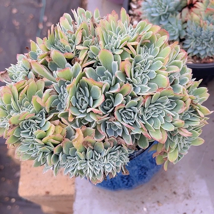 柠檬玫瑰锦缀2758多肉植物