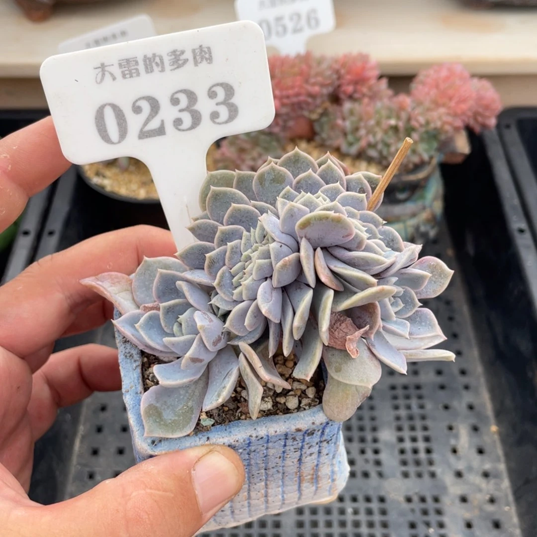 0233汉堡缀不带盆8厘米