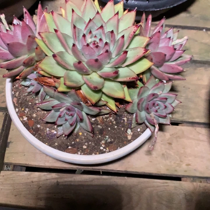 美肉特价活动开始啦