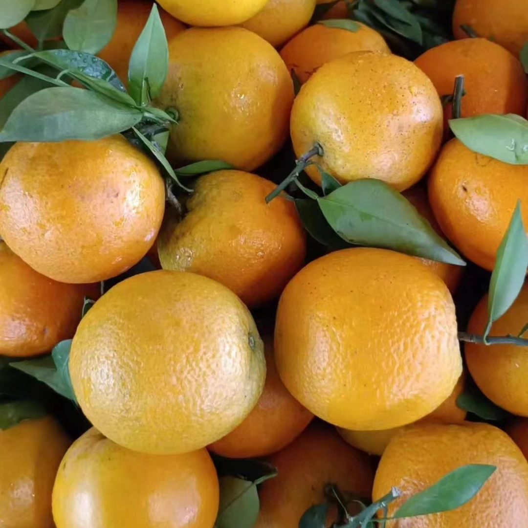 广西橙子新鲜水果夏橙现摘产地直发大果夏橙特产粑粑皮薄网红水果