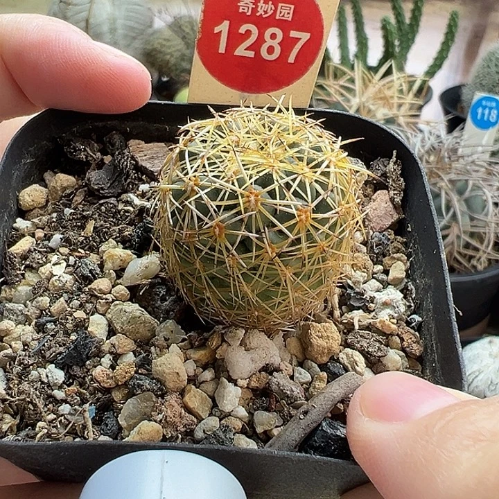 实生顶花凤华丸2.5cm一棵仙人球