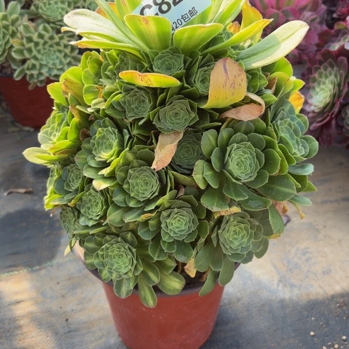 瑞妈多肉植物826