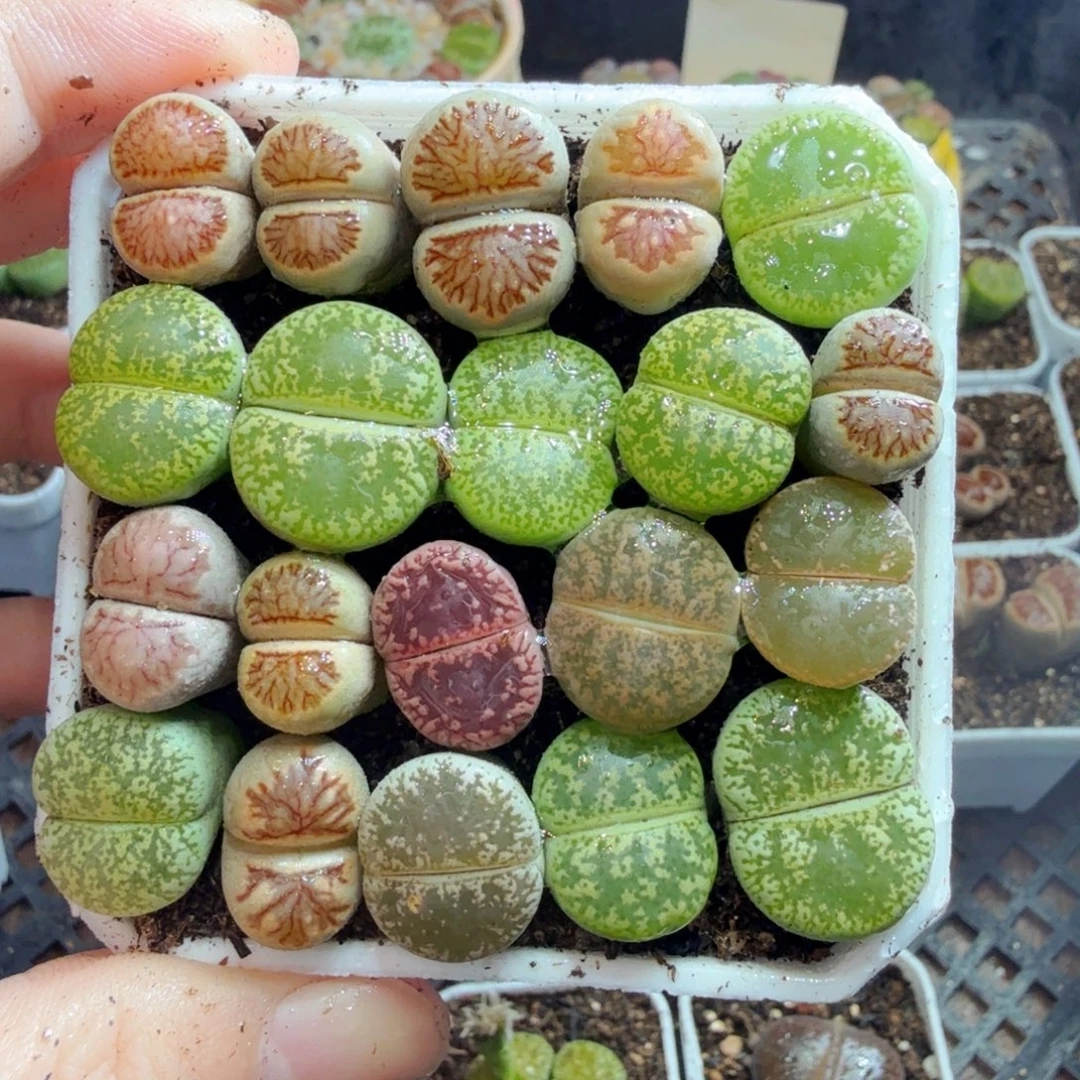 多肉植物的生长发育和558