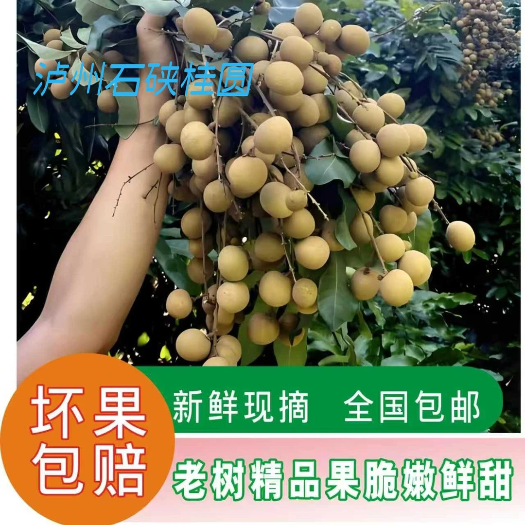 (省外专区5斤装)正宗泸州石硖桂圆新鲜现摘,脆嫩鲜甜全国包邮
