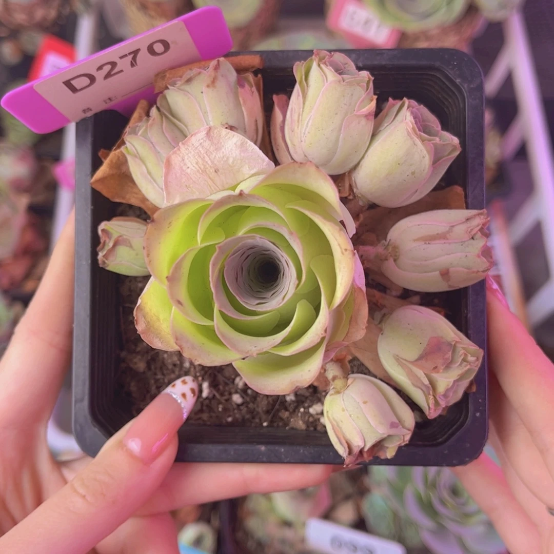 单品一物一拍270号