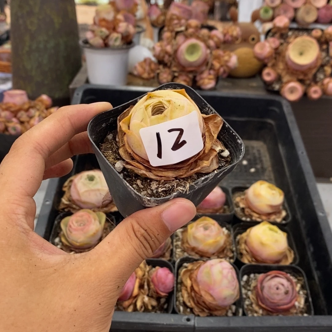 浪***屋山地玫瑰0000000012