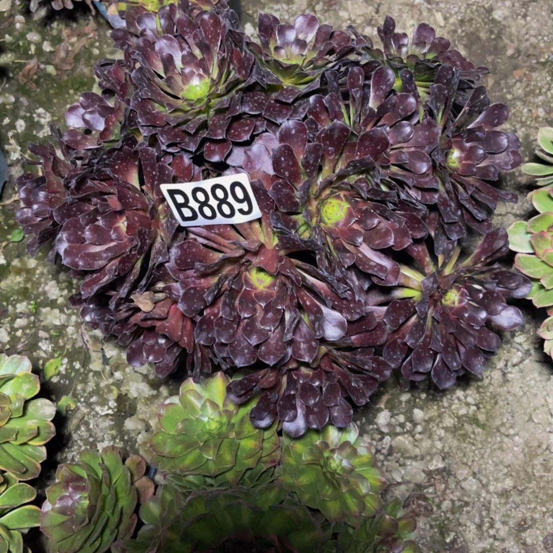 墨铜法师26///////23包邮