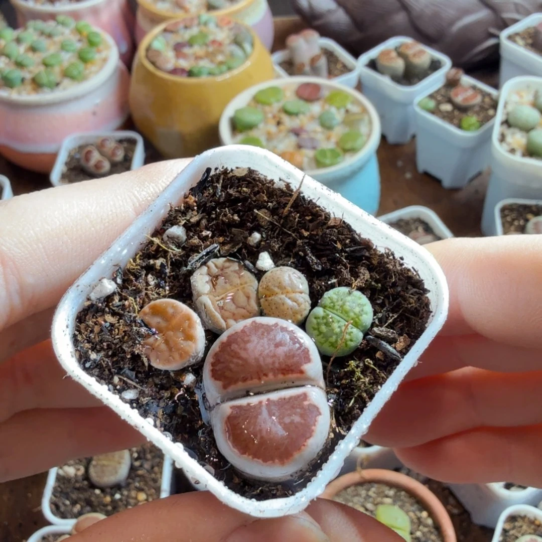 多肉植物的生长发育和生长发育540