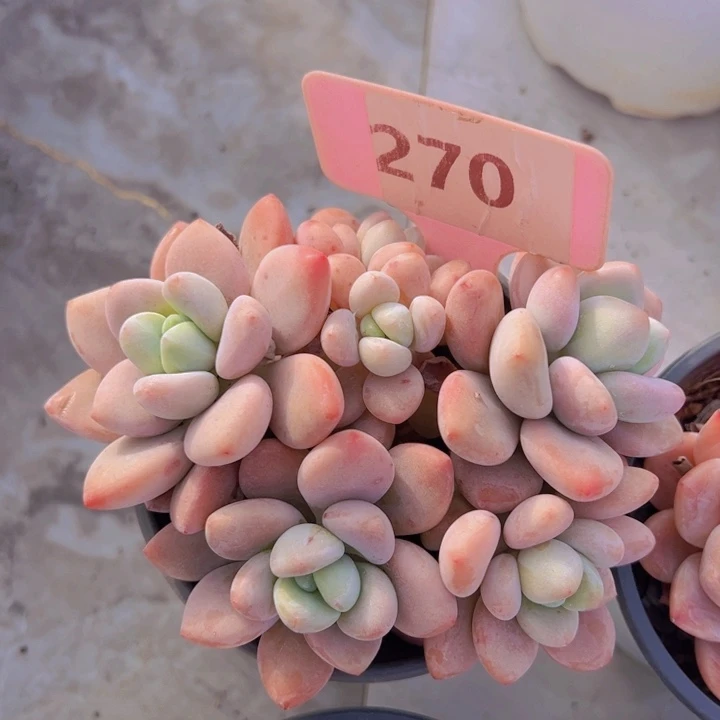 健健康康平平安安