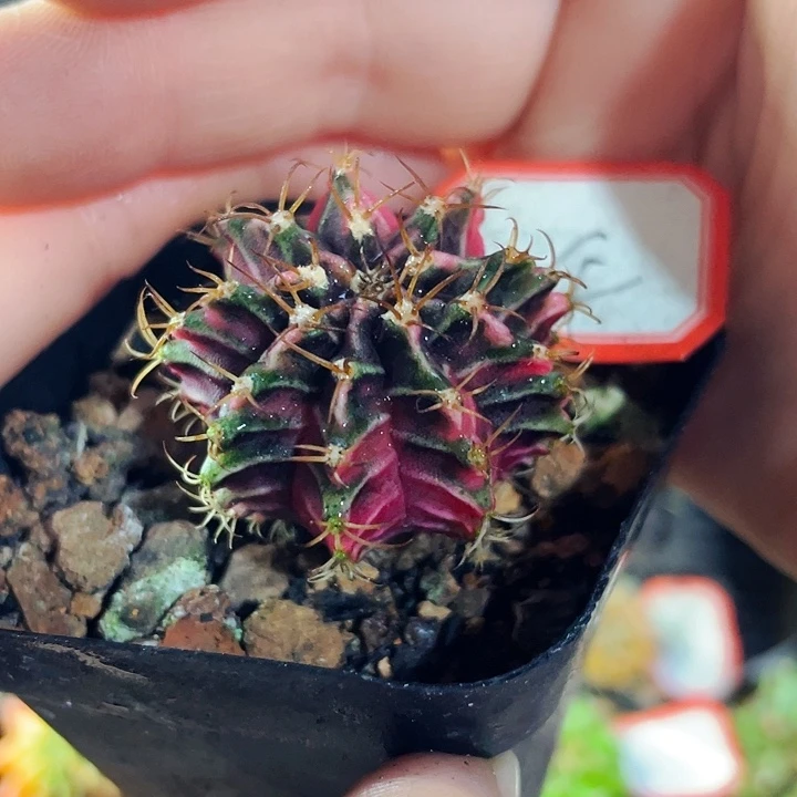 非偏远地区满25包邮仙人球裸根