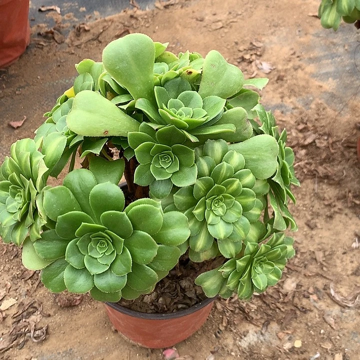 ಡ****ಡ多肉植物翡翠琉璃砍过头47