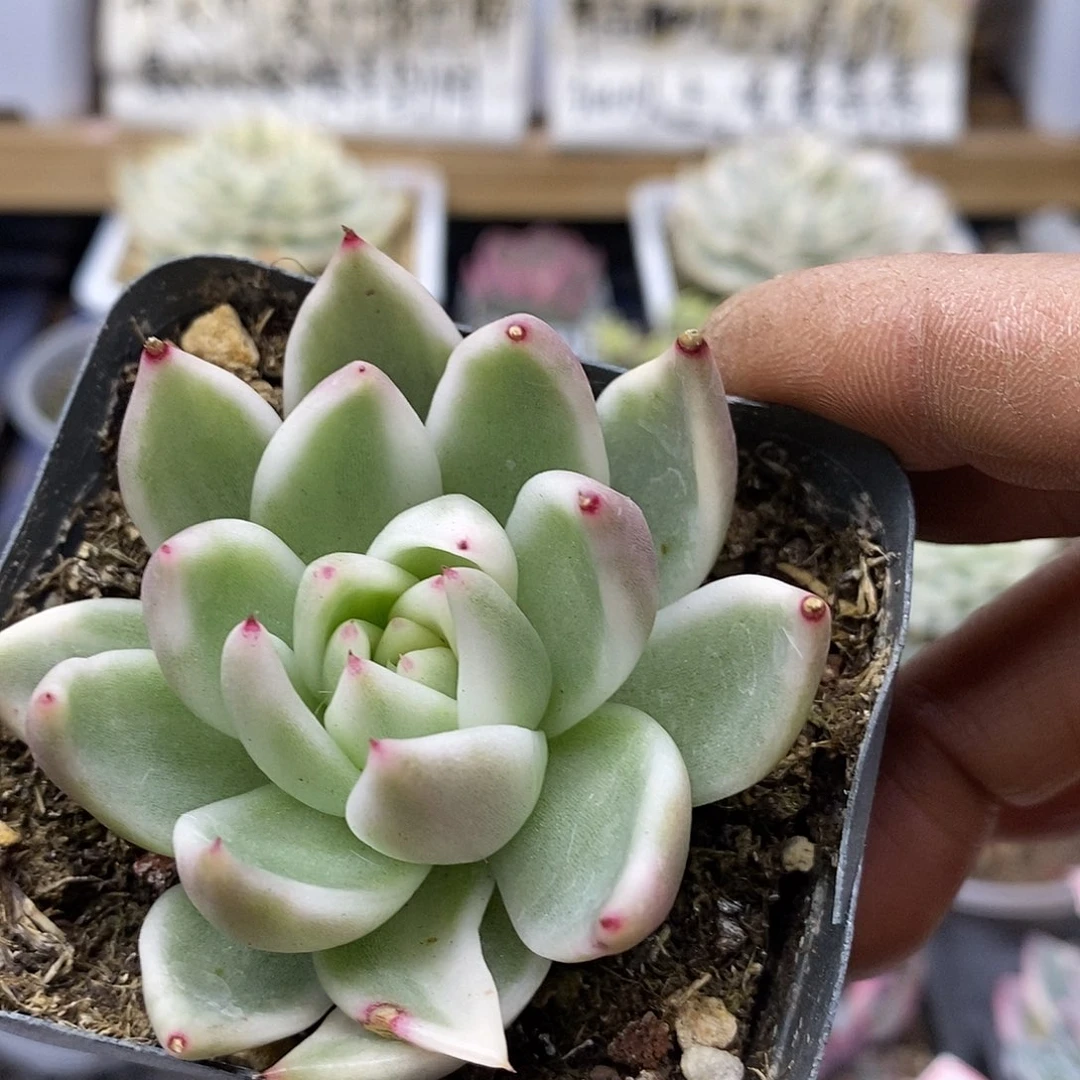 05102 雪白玛利亚锦