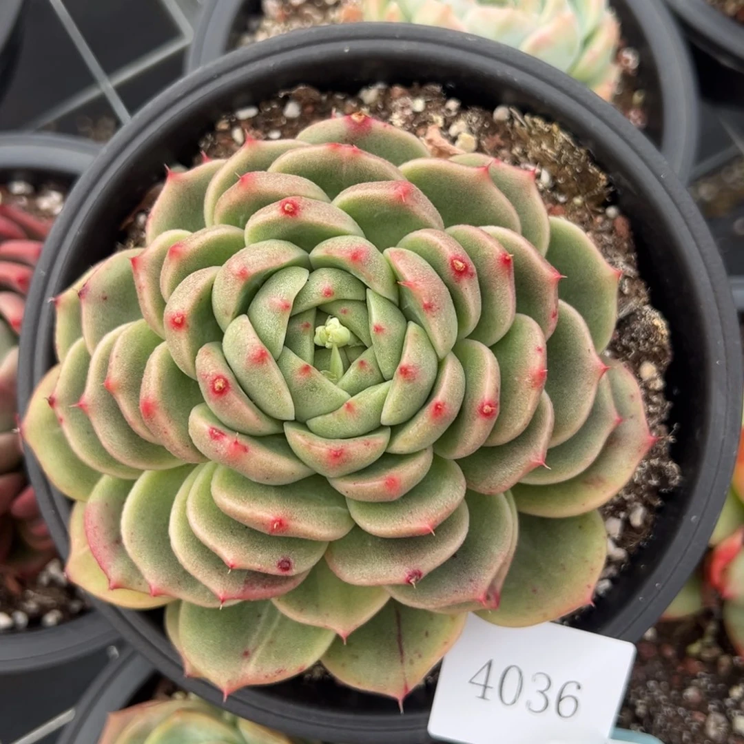 我****鱼4036拍肉肉肉肉