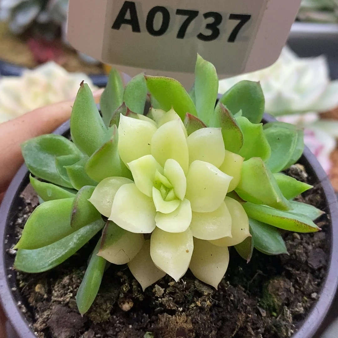 893阴阳哈哈哈哈哈哈哈
