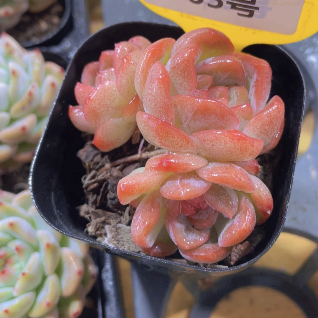 765号 老桩珍妮糖心孤品