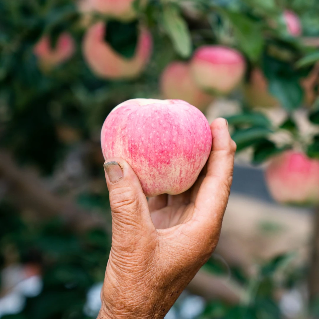 甘肃天水秦安苹果世界一号（六月鲜）现摘现发当季苹果【极兔快递】