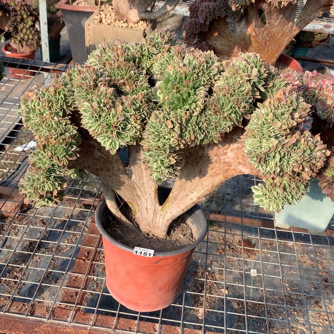 1151白凤缀化一颗