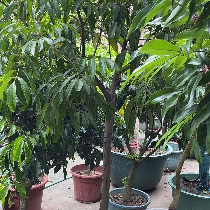 用***3完全开放果树8888888