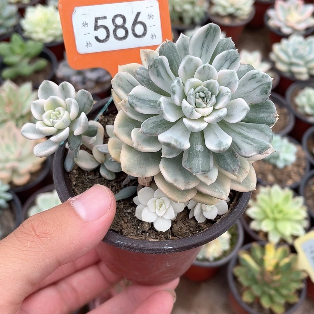粉布偶锦586号多肉