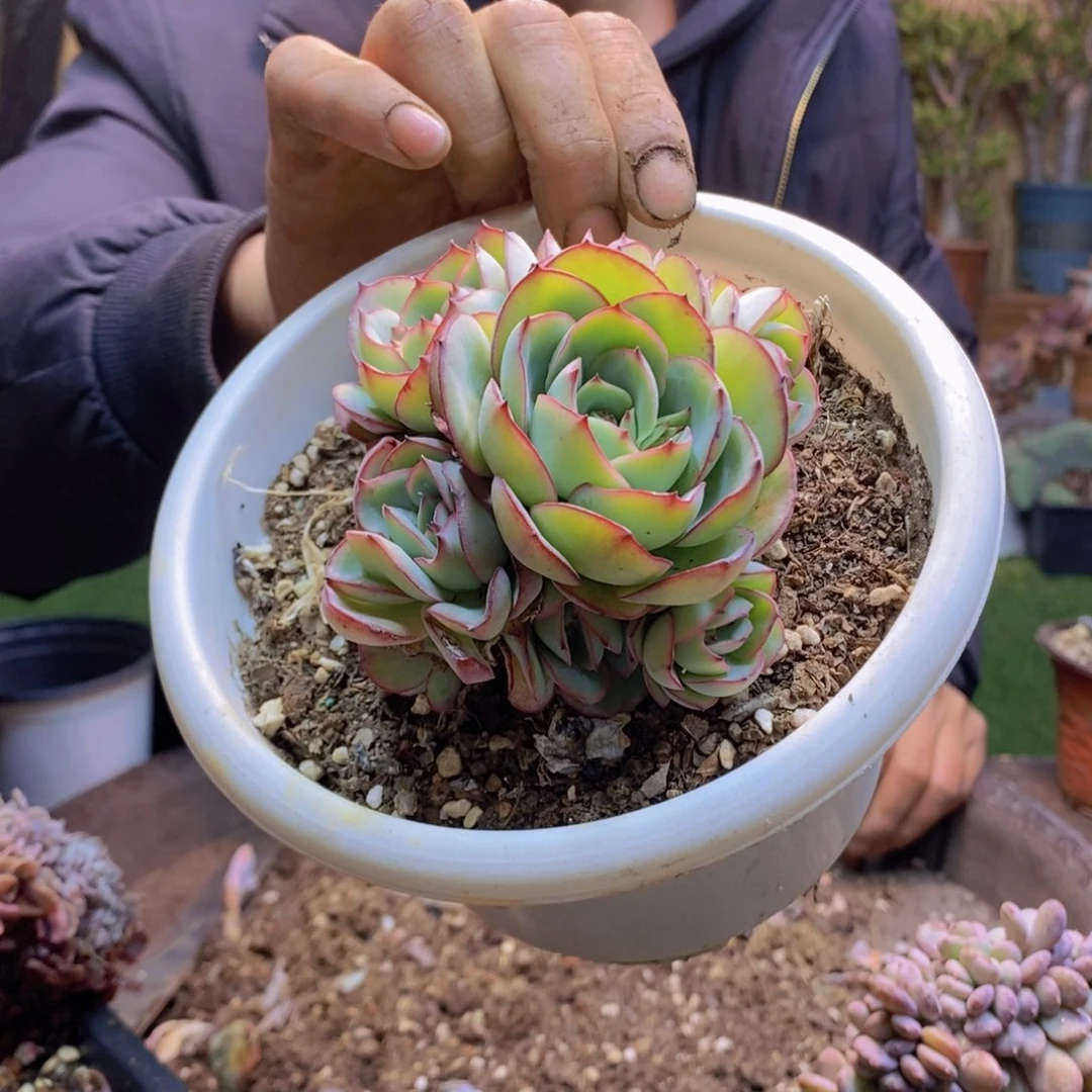 喝***茶92号牡丹亭0000