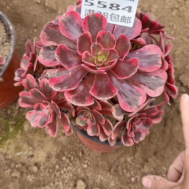 5584二号棚凤冠多肉C
