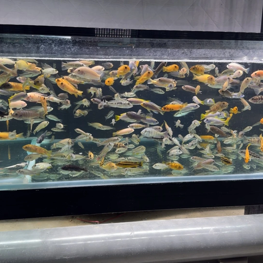 慈鲷岩栖雷盲盒观赏鱼