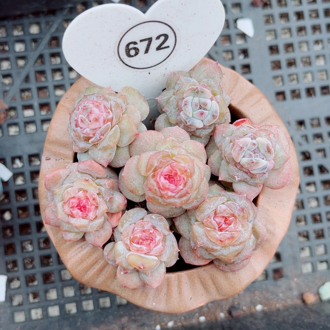 672号糖心单头7颗组合