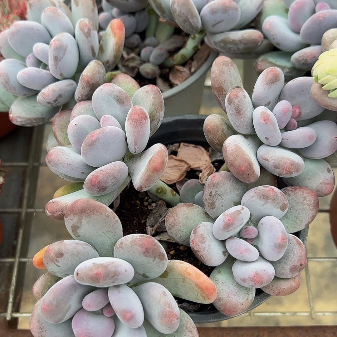 桃美人多头造型精品