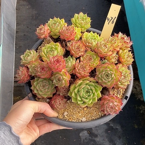 476多肉植物老桩