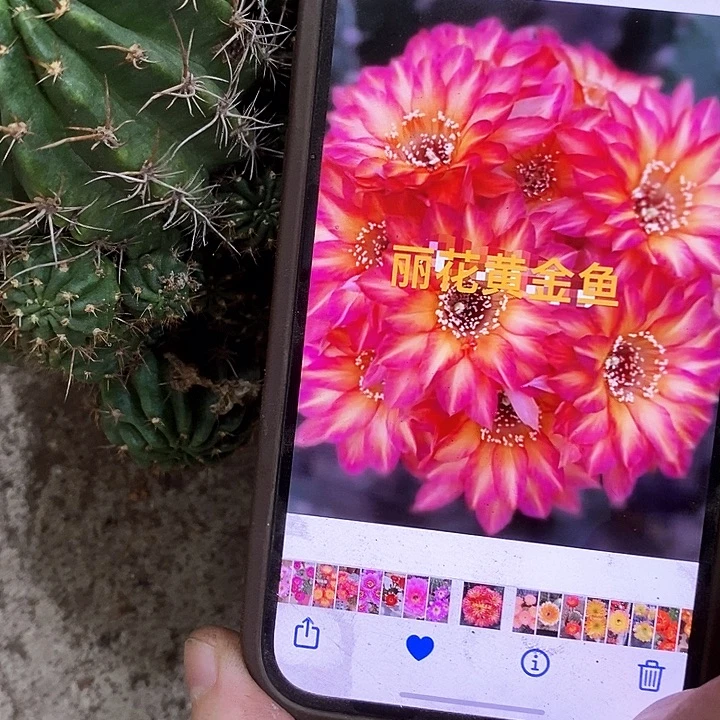 黄金鱼丽花，2678990