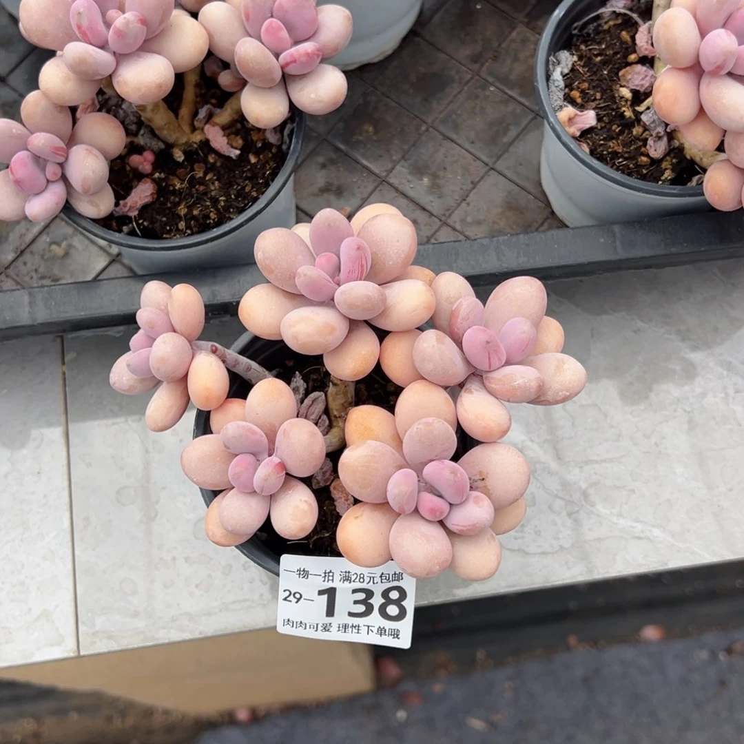 桃蛋多肉多肉多肉多好