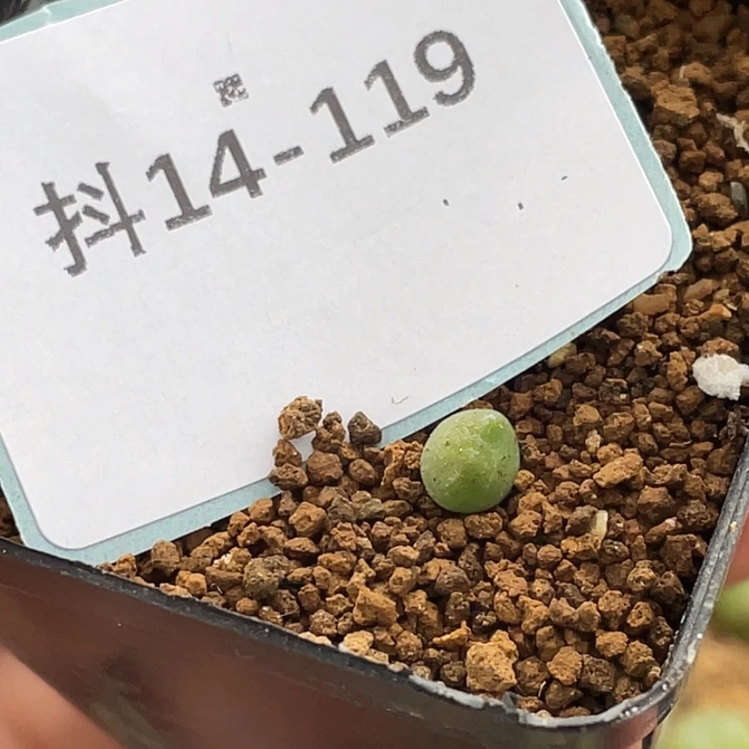 哈***）14-119肉锥多肉植物