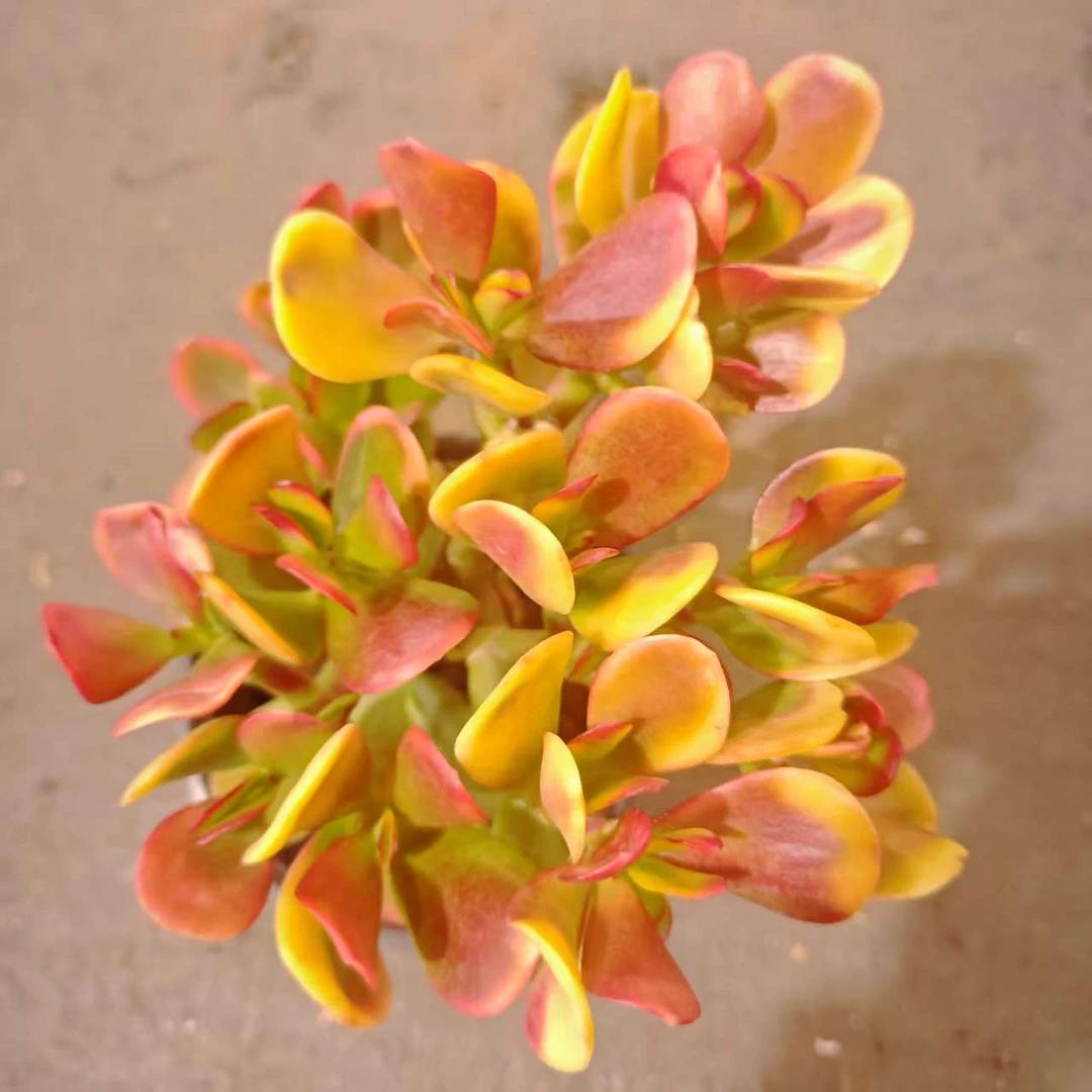 三色花120#LZ 川哥多肉植物新手闭眼入阳台庭院一单