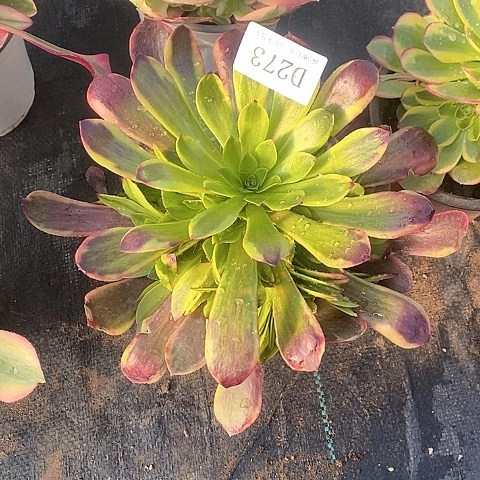 273欧嘉莉多肉法师锦