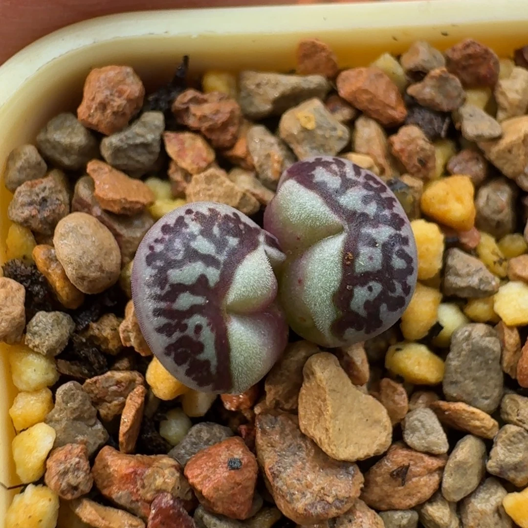 开***.云缦精品番杏26.5