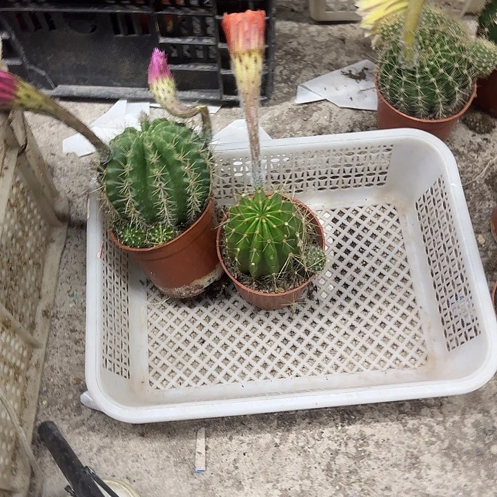 梦***铭无花朵彩草哈哈哈哈哈