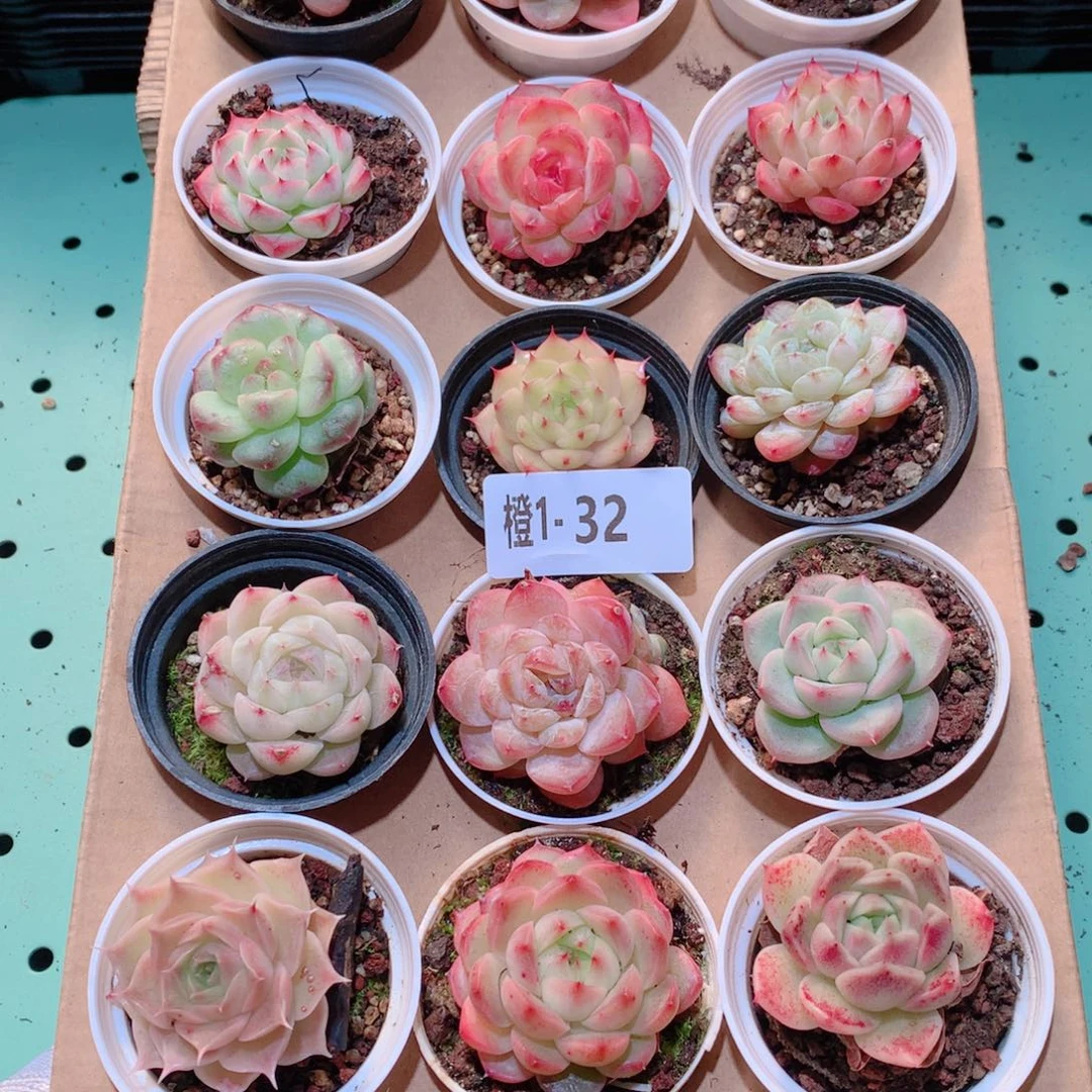 1-32一物一拍多肉带盆18颗