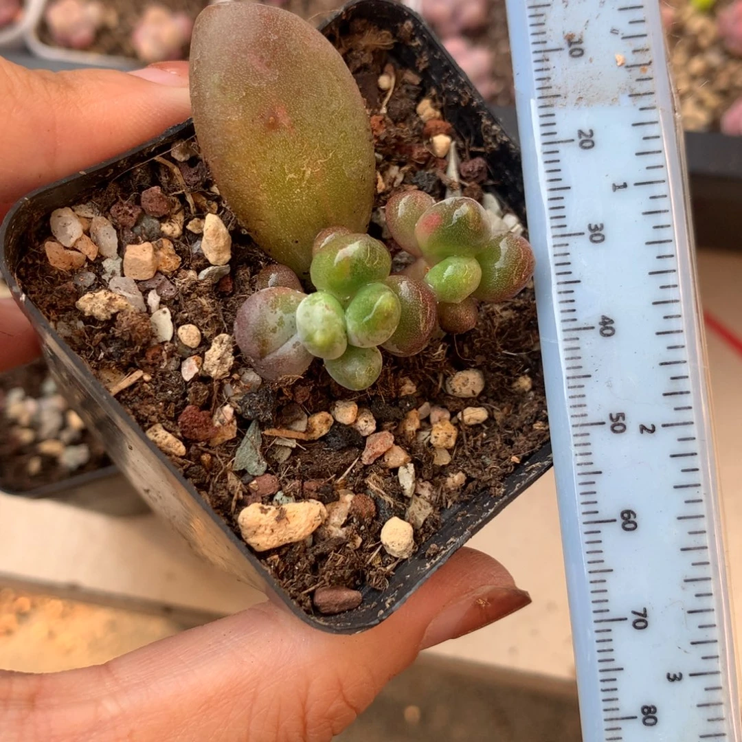 乌里韦亚锦 小书肉奶酪多肉