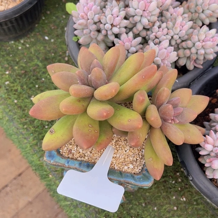 健健康康平平安安