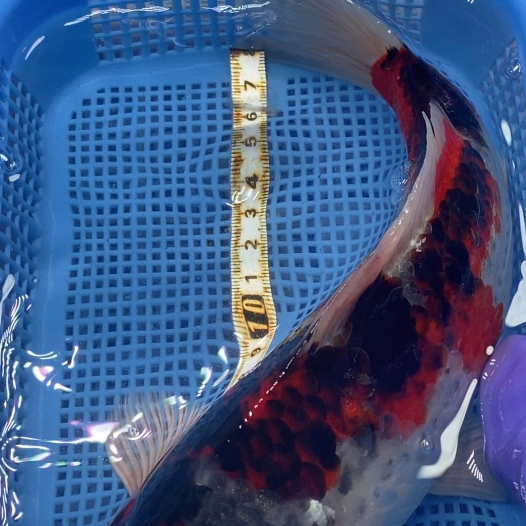 锦鲤冷水锦鲤包邮