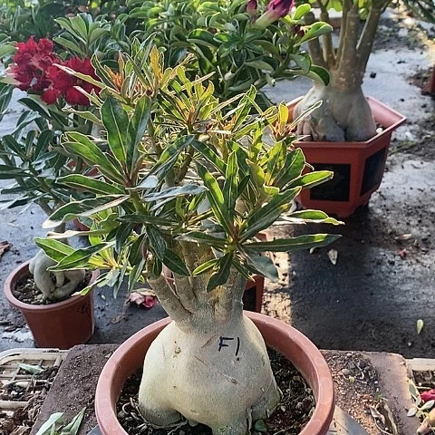 【闪购商品】无花朵飘*