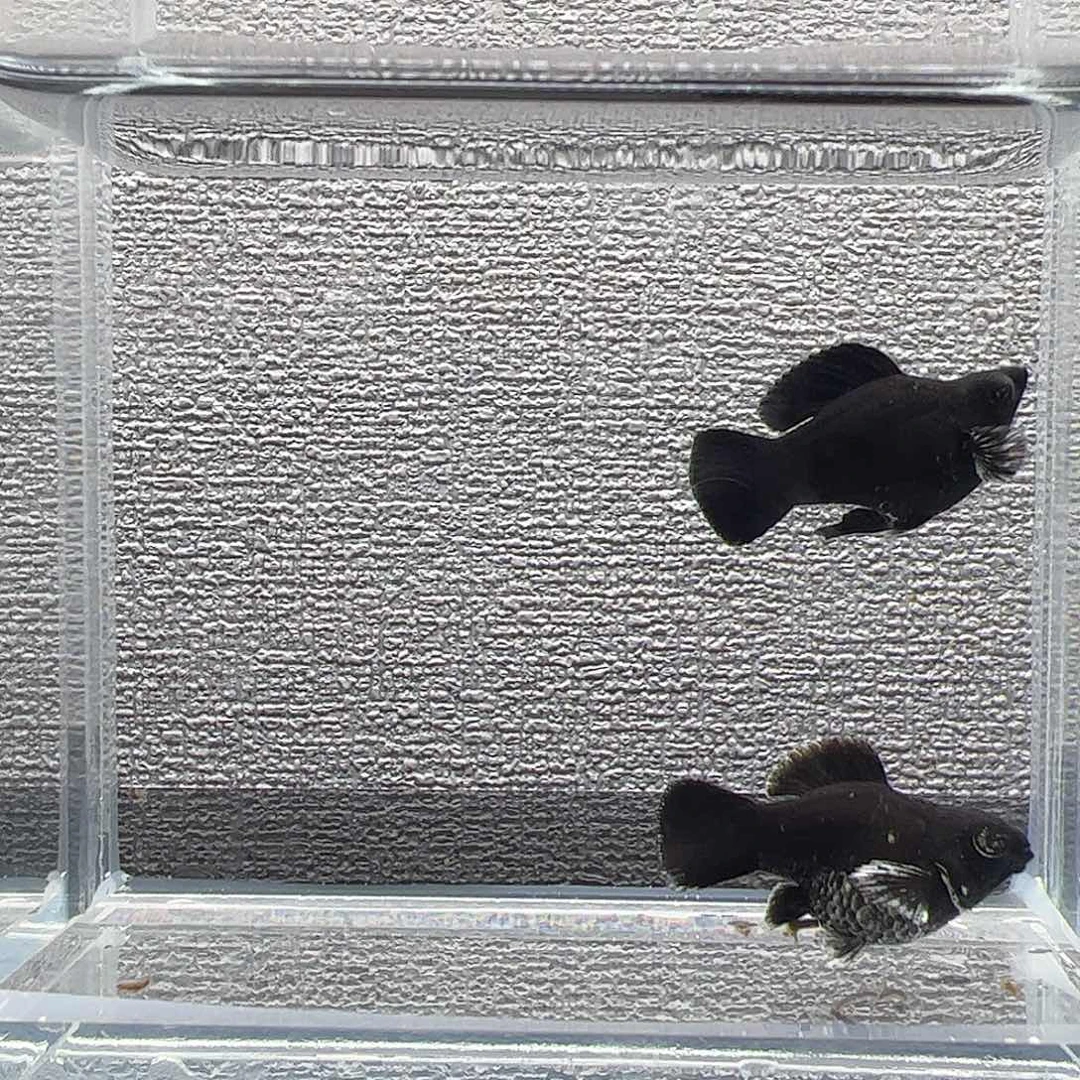 孔雀鱼电镀钻石眼