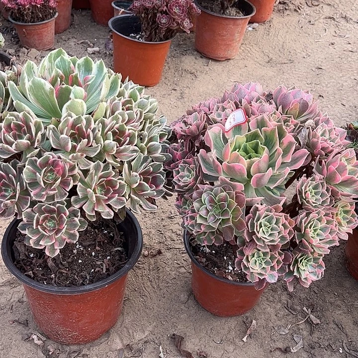 088多肉植物组合，