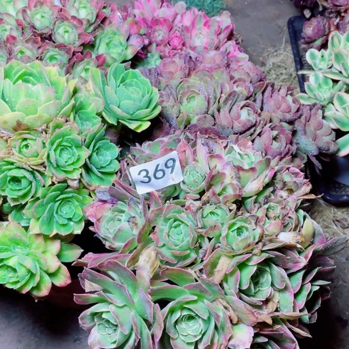 花*落多肉植物组合369