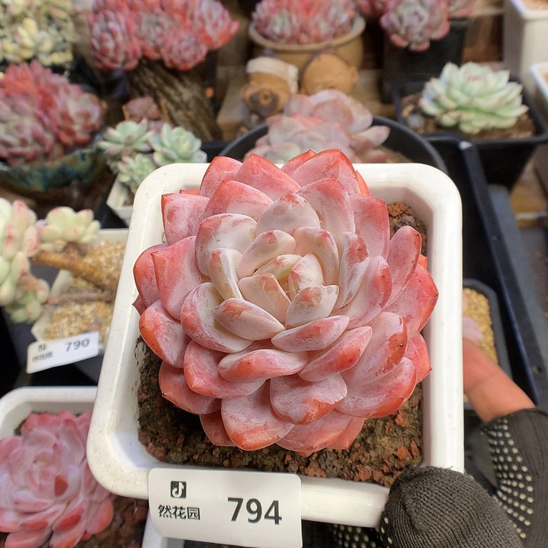 794宽橙多肉植物6666
