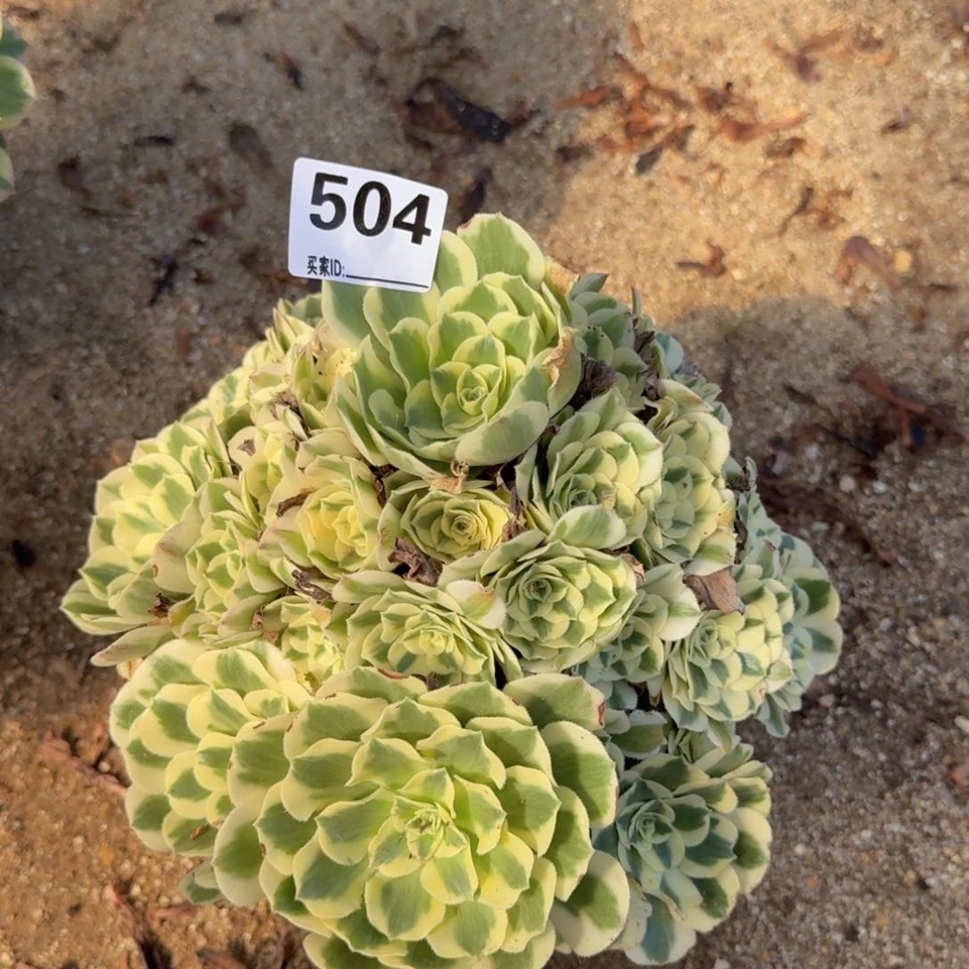 且****）504迈巴赫多肉植物