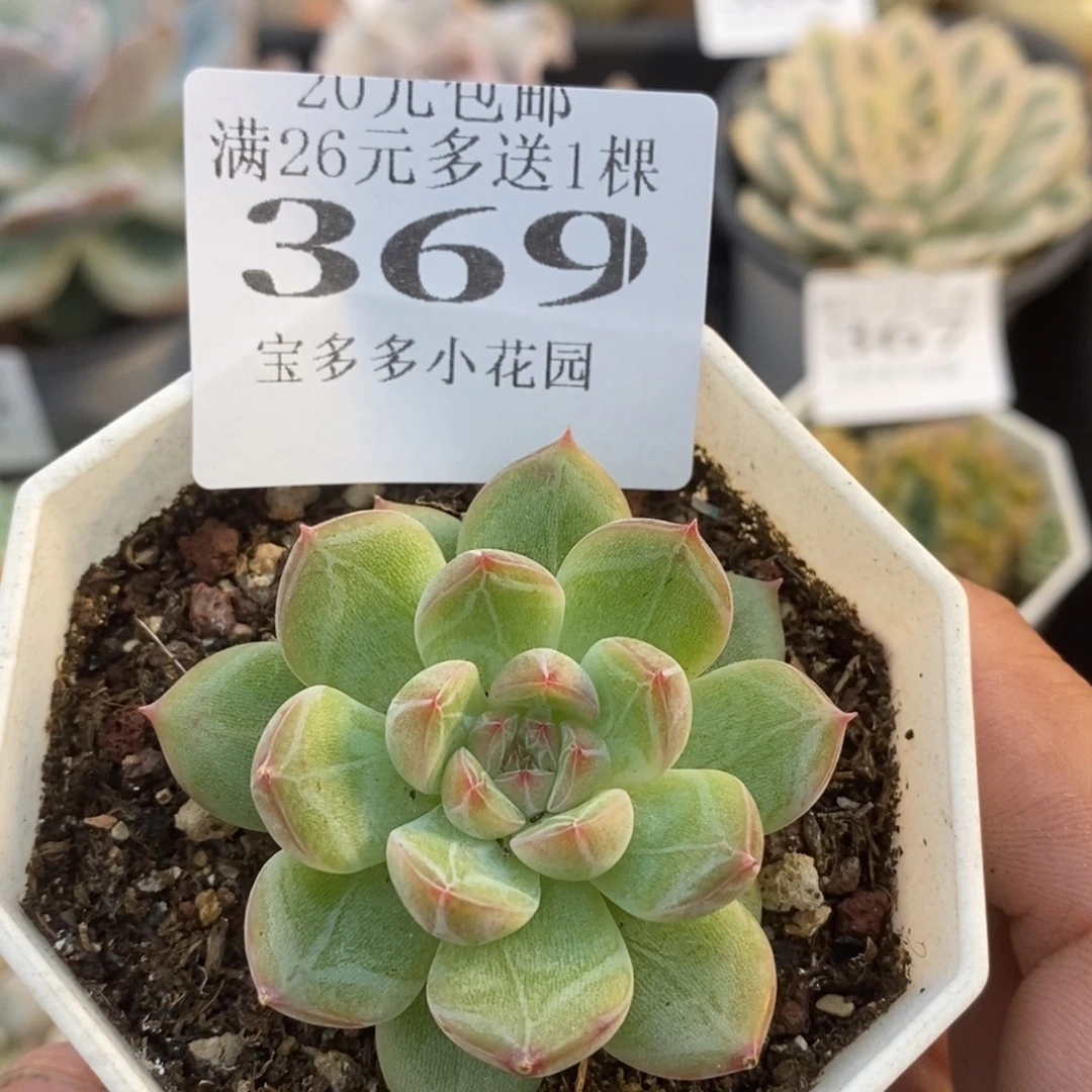 雪花珍妮一物一拍满20元包邮满26送一颗