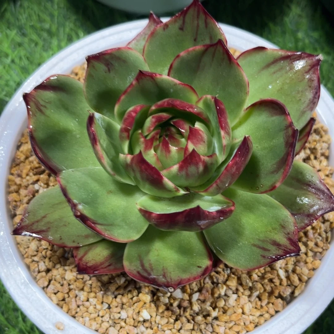 惊鸿仙子一物一拍