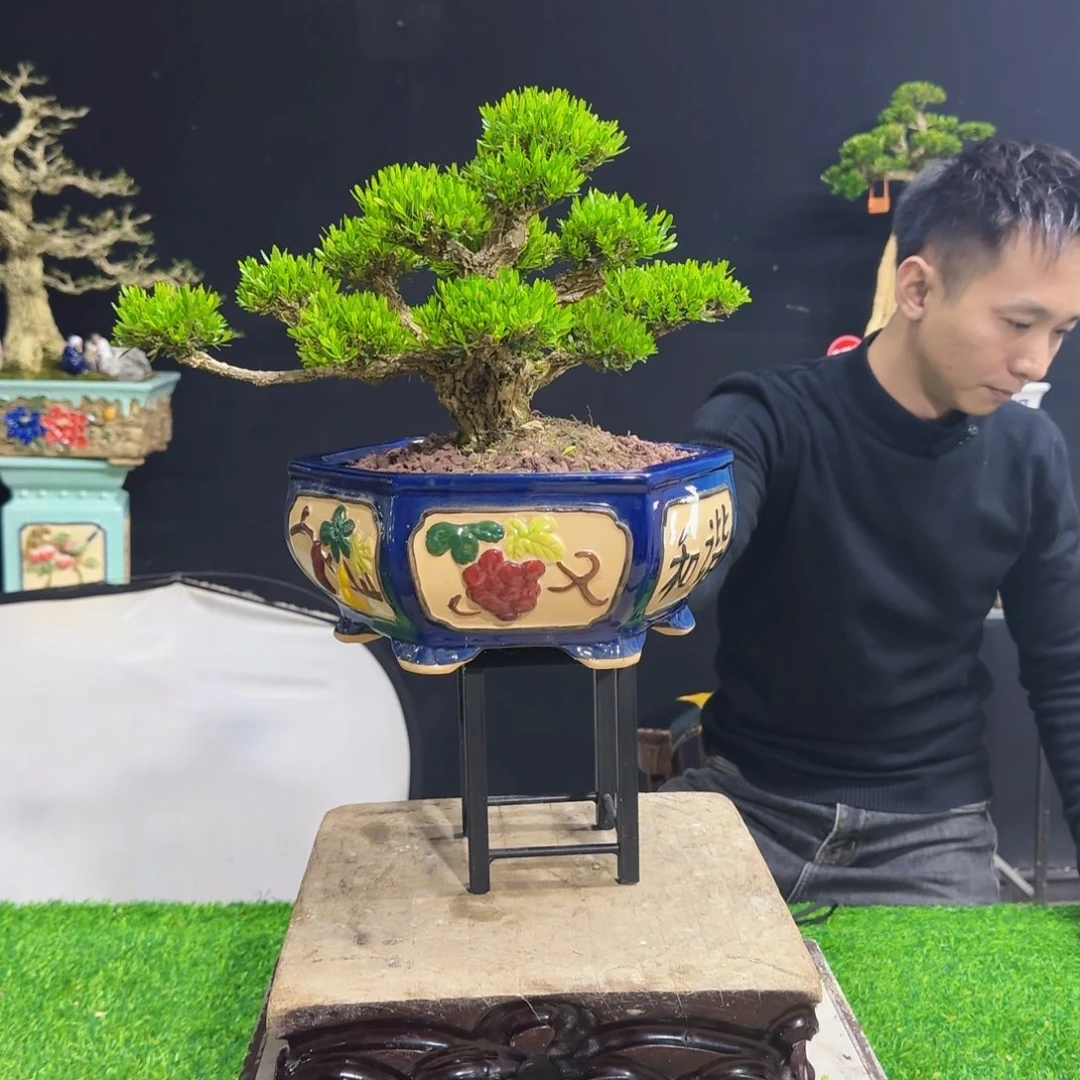 当前无花朵，栽培后可花朵