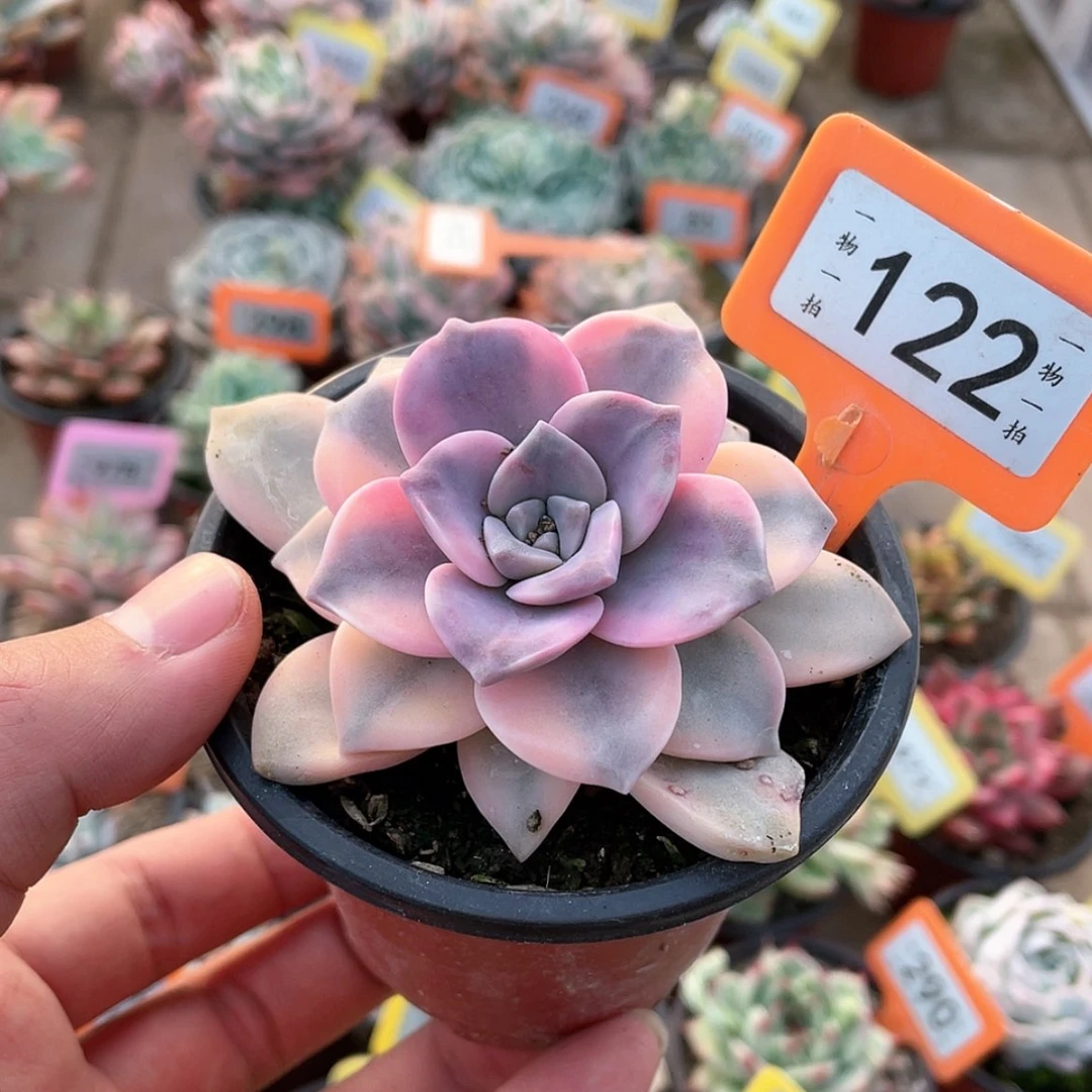 【闪购商品】122号